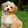 Aspen Pet Service Ltd gallery