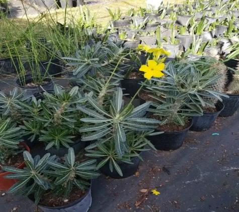 Santa Barbara Nursery Inc - Miami, FL