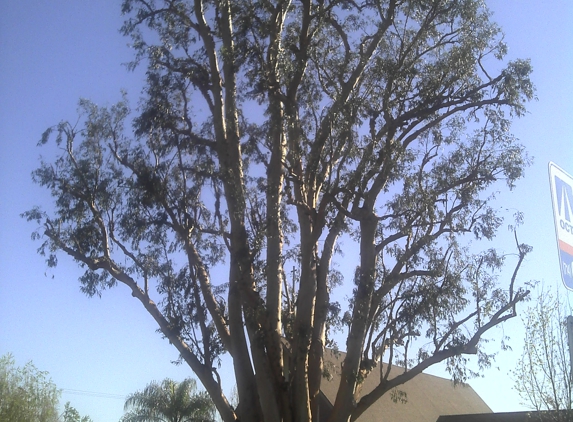 Sotero Fernandez Tree Care - Paramount, CA