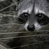 Wildout Animal & Removal gallery