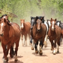 Lazy L&B Ranch
