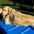 Divine Canine - Pet Boarding & Kennels