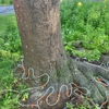 SavATree - Tree Service & Lawn Care gallery