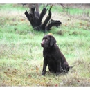 Shangri' Labradors - Pet Breeders