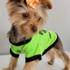 Bad, Beautiful & Bossy AKC Yorkies gallery