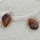 Fillmore Termite & Pest Control Inc - Pest Control Services