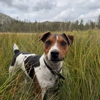 British Grit Jack Russell Terriers gallery