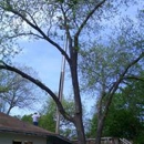 Samuel's Tree Service - Arborists