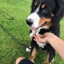 Pet Stop of WNY