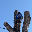 Archie's Trees - Tree Service