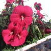 Tooele Valley Nursery gallery