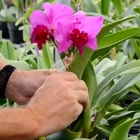 Odom's Orchids, Inc.