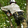 Urban Forestry Tree Service gallery
