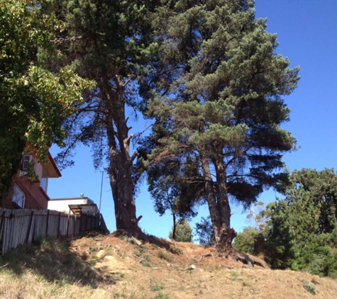 Adams Tree Services - St Leonards, TAS