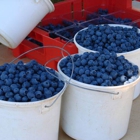 Florida Best Blueberry Farm