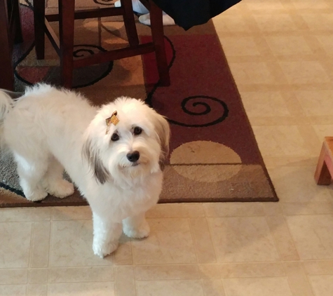 Beech Grove Pet Grooming - Beech Grove, IN. Kimber is so pretty after her bath