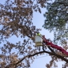 Kelley Tree Service gallery