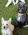 Peace Love Dogs - Pet Services