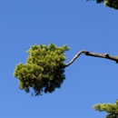 Acme Tree Service - Tree Service