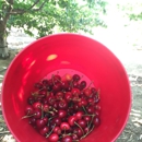 Villa Del Sol Sweet Cherry Farms - Farms