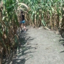 West Farm Corn Maze - Farms