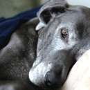 Forever Loved Veterinary Services - Crematories