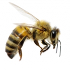 Bee Removal - Wildlife - Pest Control