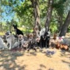 Pack Family gallery