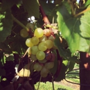 Haak Vineyards & Winery Inc - Wineries