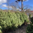 Simoncelli Tree Farm - Christmas Trees