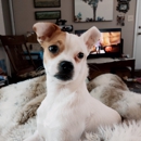 Chelsea Animal Hospital - Veterinary Clinics & Hospitals