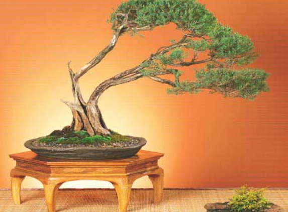 Ray Nesci Bonsai Nursery - Dural, NSW
