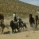 Horses Unlimited Rescue & Education Center Inc. - Animal Shelters