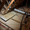 Absolute Pest Management gallery
