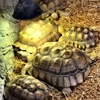 The Reptile Zoo gallery