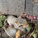 Rooted Pest Control