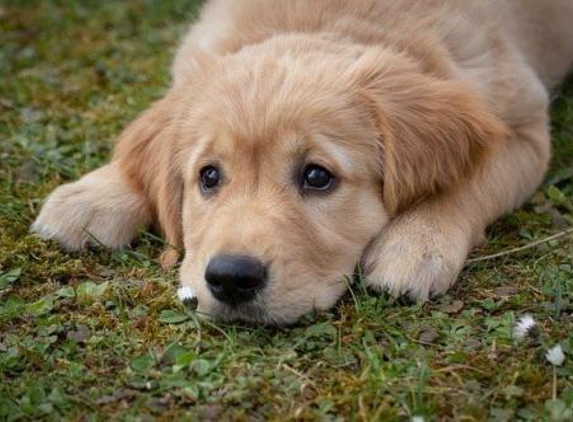 Happy Valley Veterinary Hospital - Happy Valley, OR