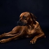 Rhodesian Ridgebacks of Texas gallery