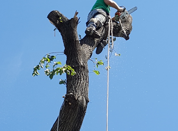 Morning Sun Tree & Landscape Services - Amarillo, TX