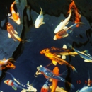 Boise River Koi and Pond Supply - Ponds & Pond Supplies