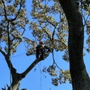 Climbers Tree Care Specialist, Inc. - Tree Service