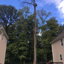 Blue Ox Tree Care of Indiana - Tree Service