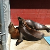 Friends of the Sea Lion gallery