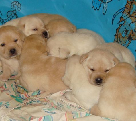 Cherry Oaks Labradors - Beaumont, CA. CHERRY OAKS ENGLISH LABRADOR PUPS