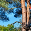 The Best Tree Service Corp gallery
