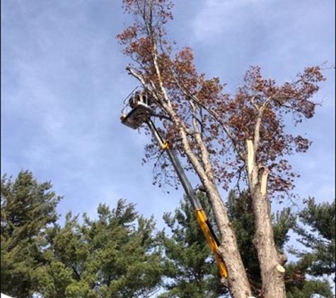 Rumble Bee Tree Service - Springfield, IL