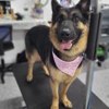Leo's Raw Dog Food gallery