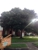 Hollow Tree Service - Tree Service