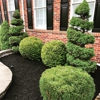 We Just Cut Landscaping gallery