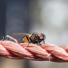 Priority Pest and Termite gallery